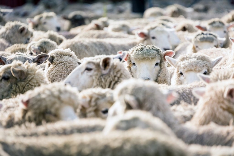 Sheep 1 web
