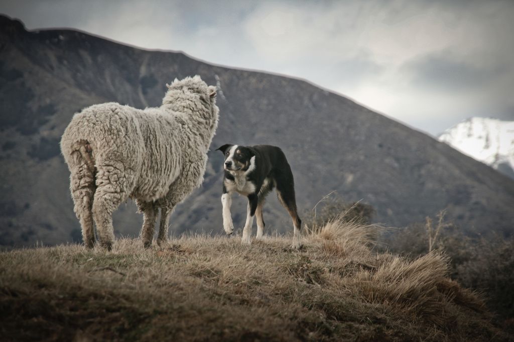 Sheep 2 web